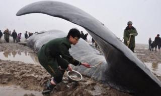 鲸鱼死后为什么会爆炸